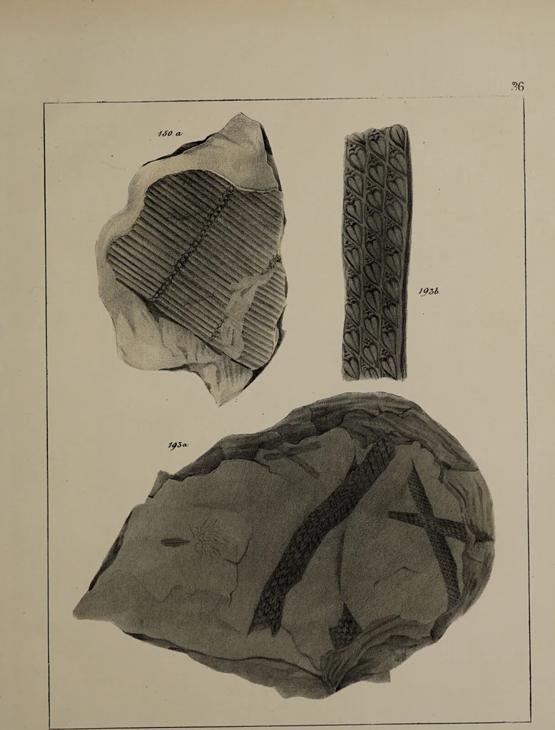 An illustration from A collection of geological facts and practical observations, intended to elucidate the formation of the Ashby Coal-field. In the parish of Ashby-de-la-Zouch and the neighbouring district; being the result of forty years' esperience and research / By Edward Mammatt. Illustrated by a map and profiles, coloured sections of the stratification and one hundred and two plates of vegetable fossils, after drewings taken from nature, by Robert Ironmonger., 1834, leaf 255