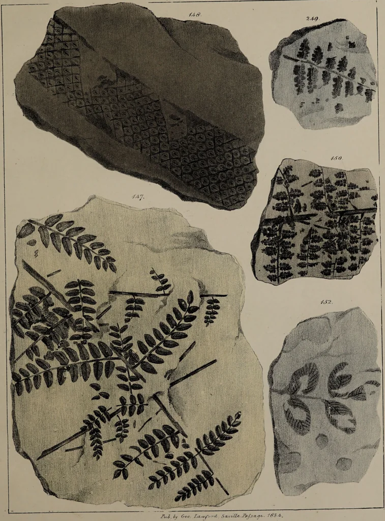 An illustration from A collection of geological facts and practical observations, intended to elucidate the formation of the Ashby Coal-field. In the parish of Ashby-de-la-Zouch and the neighbouring district; being the result of forty years' esperience and research / By Edward Mammatt. Illustrated by a map and profiles, coloured sections of the stratification and one hundred and two plates of vegetable fossils, after drewings taken from nature, by Robert Ironmonger., 1834, leaf 259