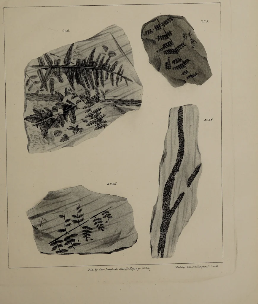 An illustration from A collection of geological facts and practical observations, intended to elucidate the formation of the Ashby Coal-field. In the parish of Ashby-de-la-Zouch and the neighbouring district; being the result of forty years' esperience and research / By Edward Mammatt. Illustrated by a map and profiles, coloured sections of the stratification and one hundred and two plates of vegetable fossils, after drewings taken from nature, by Robert Ironmonger., 1834, leaf 263