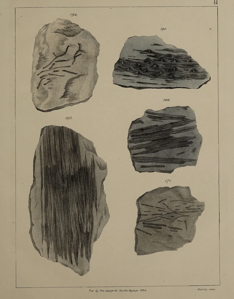 An illustration from A collection of geological facts and practical observations, intended to elucidate the formation of the Ashby Coal-field. In the parish of Ashby-de-la-Zouch and the neighbouring district; being the result of forty years' esperience and research / By Edward Mammatt. Illustrated by a map and profiles, coloured sections of the stratification and one hundred and two plates of vegetable fossils, after drewings taken from nature, by Robert Ironmonger., 1834, leaf 265