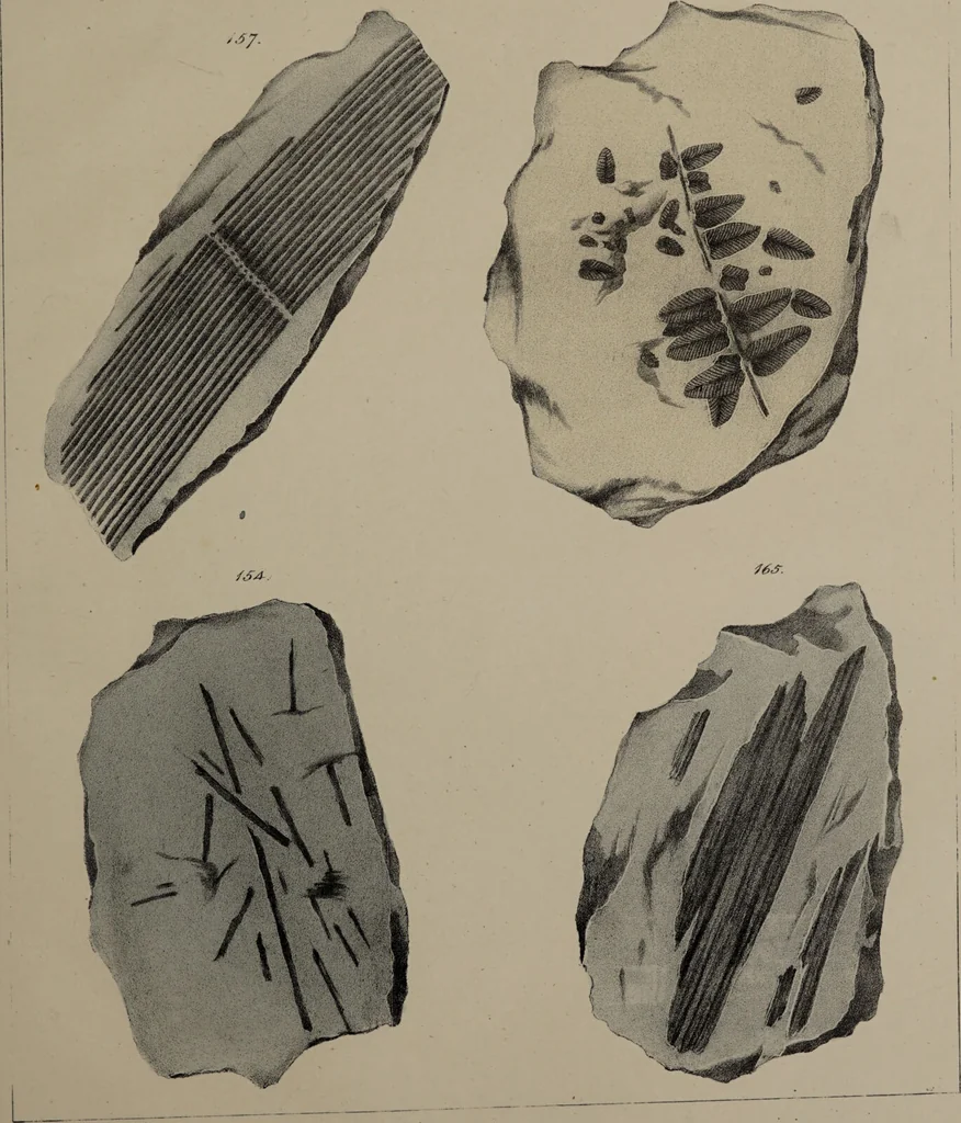 An illustration from A collection of geological facts and practical observations, intended to elucidate the formation of the Ashby Coal-field. In the parish of Ashby-de-la-Zouch and the neighbouring district; being the result of forty years' esperience and research / By Edward Mammatt. Illustrated by a map and profiles, coloured sections of the stratification and one hundred and two plates of vegetable fossils, after drewings taken from nature, by Robert Ironmonger., 1834, leaf 267