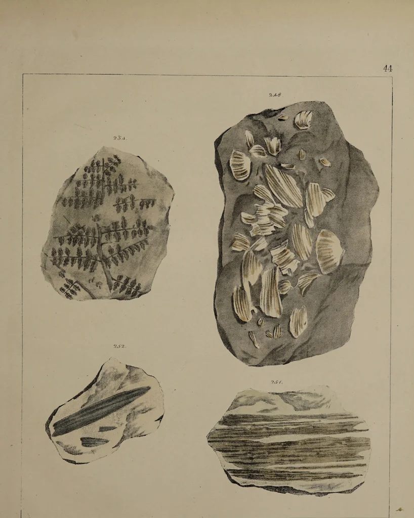 An illustration from A collection of geological facts and practical observations, intended to elucidate the formation of the Ashby Coal-field. In the parish of Ashby-de-la-Zouch and the neighbouring district; being the result of forty years' esperience and research / By Edward Mammatt. Illustrated by a map and profiles, coloured sections of the stratification and one hundred and two plates of vegetable fossils, after drewings taken from nature, by Robert Ironmonger., 1834, leaf 271