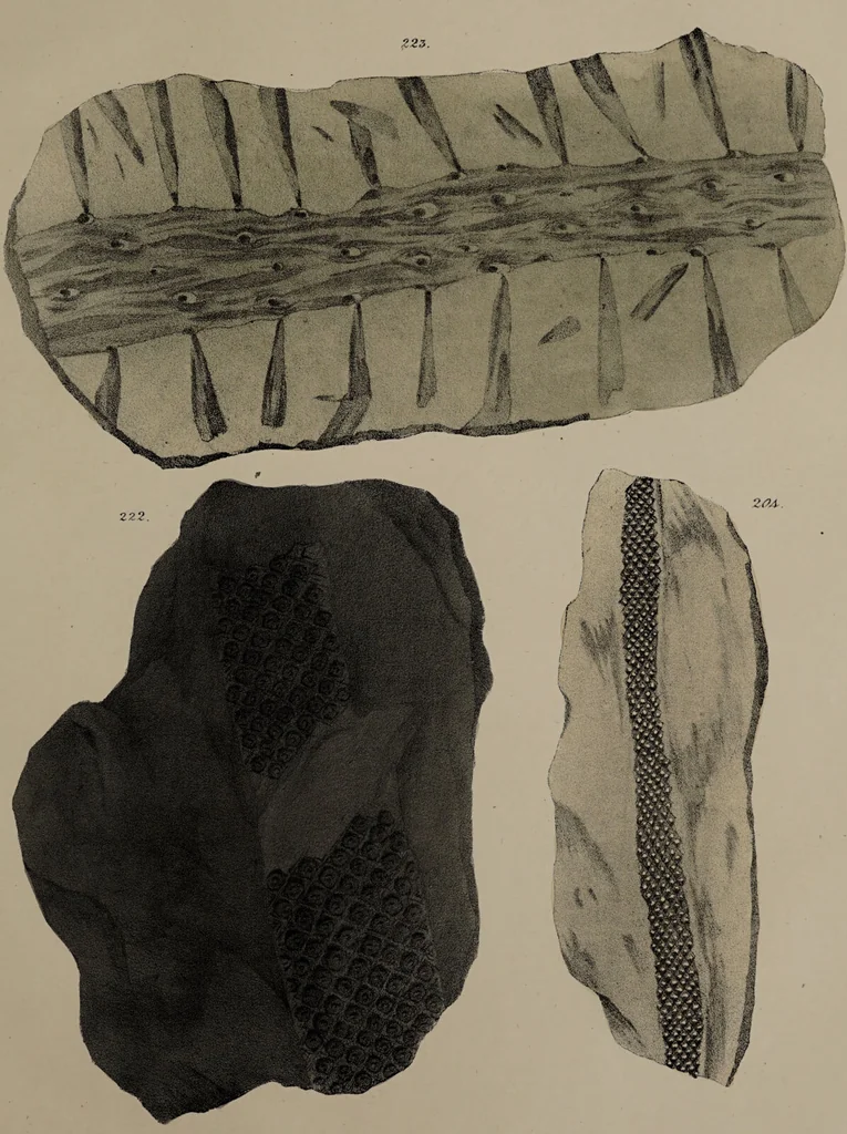 An illustration from A collection of geological facts and practical observations, intended to elucidate the formation of the Ashby Coal-field. In the parish of Ashby-de-la-Zouch and the neighbouring district; being the result of forty years' esperience and research / By Edward Mammatt. Illustrated by a map and profiles, coloured sections of the stratification and one hundred and two plates of vegetable fossils, after drewings taken from nature, by Robert Ironmonger., 1834, leaf 273