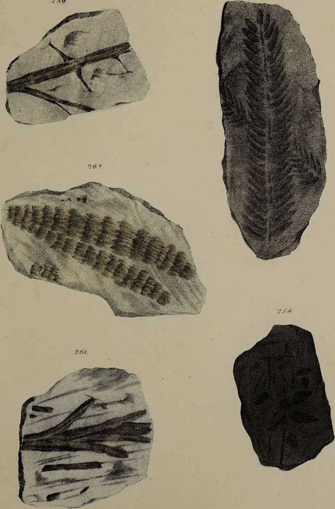 An illustration from A collection of geological facts and practical observations, intended to elucidate the formation of the Ashby Coal-field. In the parish of Ashby-de-la-Zouch and the neighbouring district; being the result of forty years' esperience and research / By Edward Mammatt. Illustrated by a map and profiles, coloured sections of the stratification and one hundred and two plates of vegetable fossils, after drewings taken from nature, by Robert Ironmonger., 1834, leaf 275