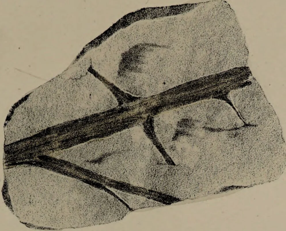 An illustration from A collection of geological facts and practical observations, intended to elucidate the formation of the Ashby Coal-field. In the parish of Ashby-de-la-Zouch and the neighbouring district; being the result of forty years' esperience and research / By Edward Mammatt. Illustrated by a map and profiles, coloured sections of the stratification and one hundred and two plates of vegetable fossils, after drewings taken from nature, by Robert Ironmonger., 1834, leaf 275