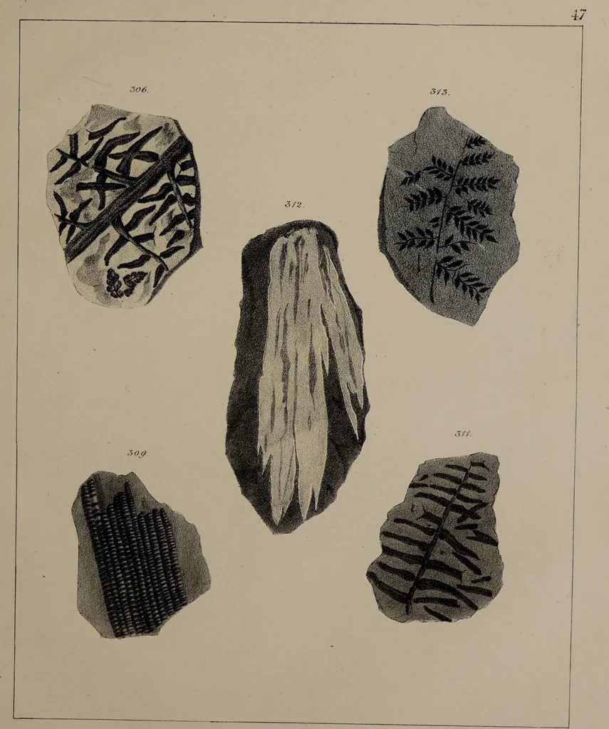 An illustration from A collection of geological facts and practical observations, intended to elucidate the formation of the Ashby Coal-field. In the parish of Ashby-de-la-Zouch and the neighbouring district; being the result of forty years' esperience and research / By Edward Mammatt. Illustrated by a map and profiles, coloured sections of the stratification and one hundred and two plates of vegetable fossils, after drewings taken from nature, by Robert Ironmonger., 1834, leaf 277