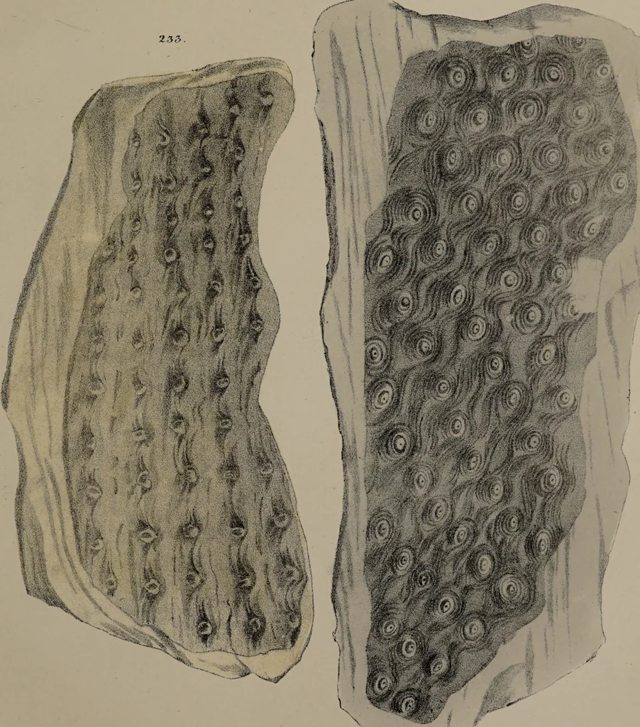 An illustration from A collection of geological facts and practical observations, intended to elucidate the formation of the Ashby Coal-field. In the parish of Ashby-de-la-Zouch and the neighbouring district; being the result of forty years' esperience and research / By Edward Mammatt. Illustrated by a map and profiles, coloured sections of the stratification and one hundred and two plates of vegetable fossils, after drewings taken from nature, by Robert Ironmonger., 1834, leaf 279