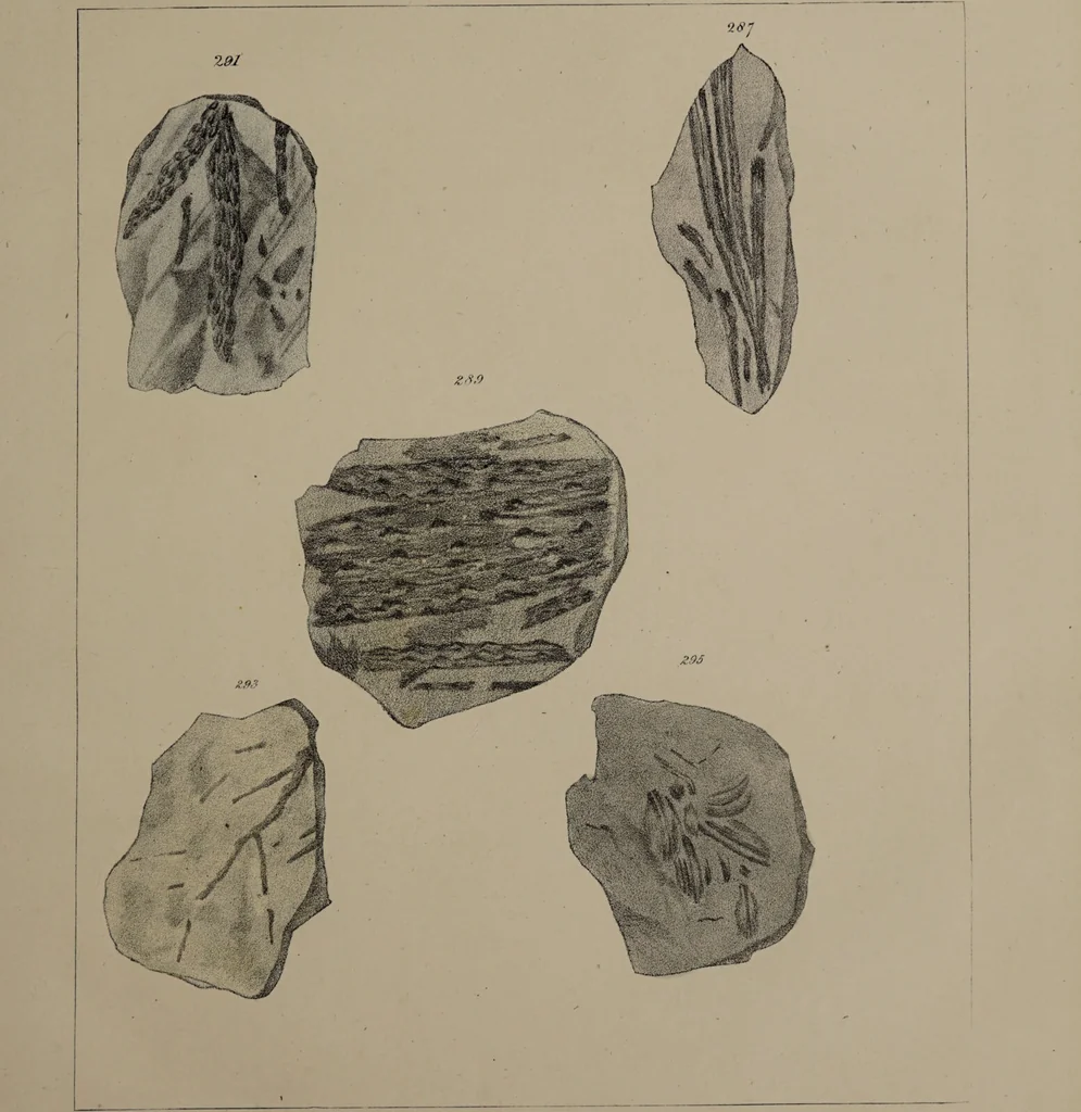 An illustration from A collection of geological facts and practical observations, intended to elucidate the formation of the Ashby Coal-field. In the parish of Ashby-de-la-Zouch and the neighbouring district; being the result of forty years' esperience and research / By Edward Mammatt. Illustrated by a map and profiles, coloured sections of the stratification and one hundred and two plates of vegetable fossils, after drewings taken from nature, by Robert Ironmonger., 1834, leaf 281