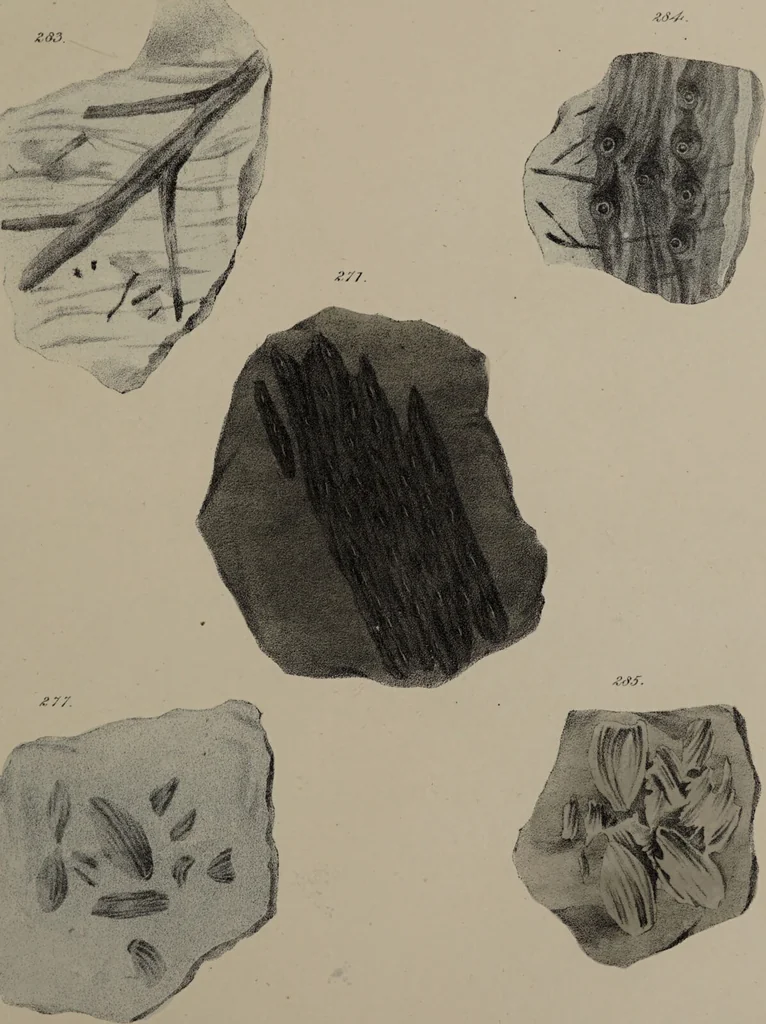 An illustration from A collection of geological facts and practical observations, intended to elucidate the formation of the Ashby Coal-field. In the parish of Ashby-de-la-Zouch and the neighbouring district; being the result of forty years' esperience and research / By Edward Mammatt. Illustrated by a map and profiles, coloured sections of the stratification and one hundred and two plates of vegetable fossils, after drewings taken from nature, by Robert Ironmonger., 1834, leaf 287
