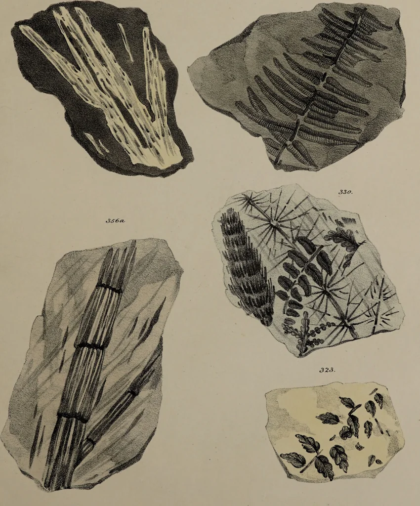 An illustration from A collection of geological facts and practical observations, intended to elucidate the formation of the Ashby Coal-field. In the parish of Ashby-de-la-Zouch and the neighbouring district; being the result of forty years' esperience and research / By Edward Mammatt. Illustrated by a map and profiles, coloured sections of the stratification and one hundred and two plates of vegetable fossils, after drewings taken from nature, by Robert Ironmonger., 1834, leaf 289