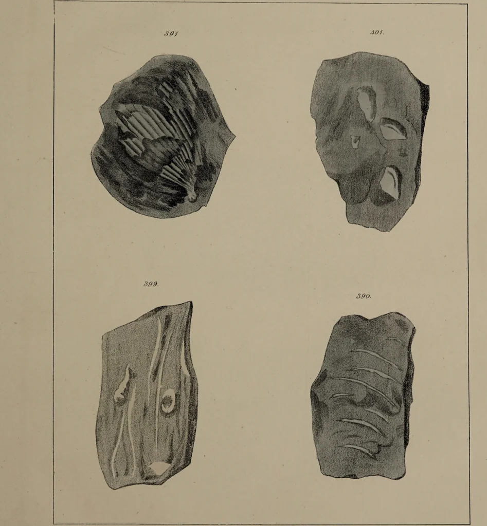 An illustration from A collection of geological facts and practical observations, intended to elucidate the formation of the Ashby Coal-field. In the parish of Ashby-de-la-Zouch and the neighbouring district; being the result of forty years' esperience and research / By Edward Mammatt. Illustrated by a map and profiles, coloured sections of the stratification and one hundred and two plates of vegetable fossils, after drewings taken from nature, by Robert Ironmonger., 1834, leaf 293