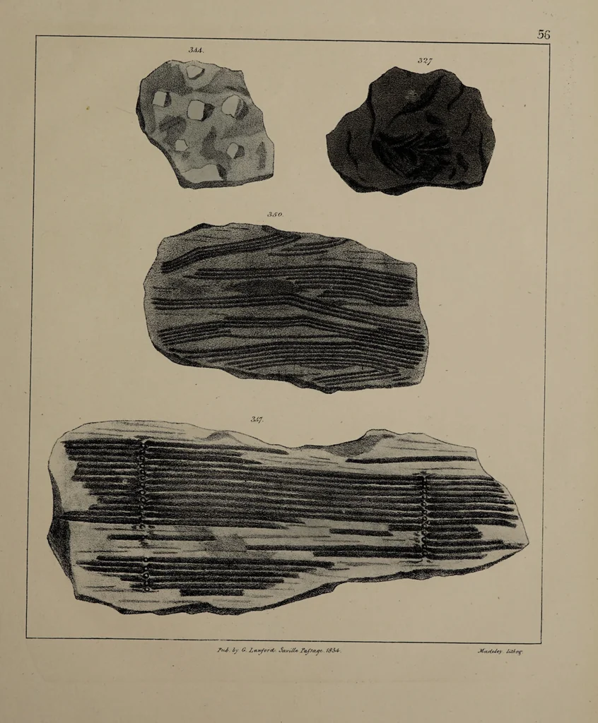 An illustration from A collection of geological facts and practical observations, intended to elucidate the formation of the Ashby Coal-field. In the parish of Ashby-de-la-Zouch and the neighbouring district; being the result of forty years' esperience and research / By Edward Mammatt. Illustrated by a map and profiles, coloured sections of the stratification and one hundred and two plates of vegetable fossils, after drewings taken from nature, by Robert Ironmonger., 1834, leaf 295