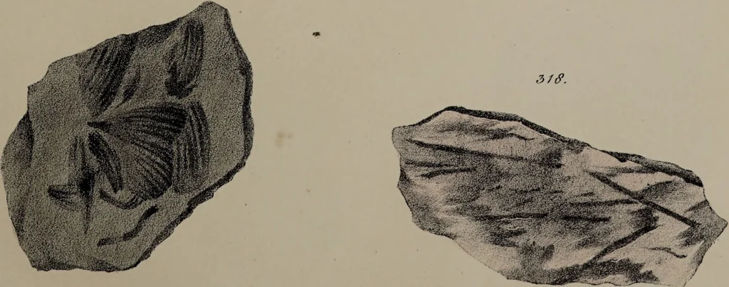 An illustration from A collection of geological facts and practical observations, intended to elucidate the formation of the Ashby Coal-field. In the parish of Ashby-de-la-Zouch and the neighbouring district; being the result of forty years' esperience and research / By Edward Mammatt. Illustrated by a map and profiles, coloured sections of the stratification and one hundred and two plates of vegetable fossils, after drewings taken from nature, by Robert Ironmonger., 1834, leaf 299