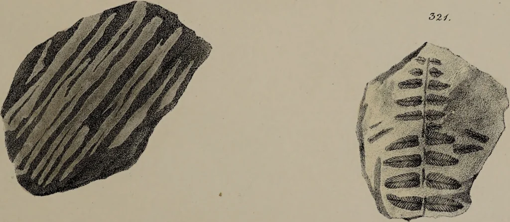 An illustration from A collection of geological facts and practical observations, intended to elucidate the formation of the Ashby Coal-field. In the parish of Ashby-de-la-Zouch and the neighbouring district; being the result of forty years' esperience and research / By Edward Mammatt. Illustrated by a map and profiles, coloured sections of the stratification and one hundred and two plates of vegetable fossils, after drewings taken from nature, by Robert Ironmonger., 1834, leaf 299