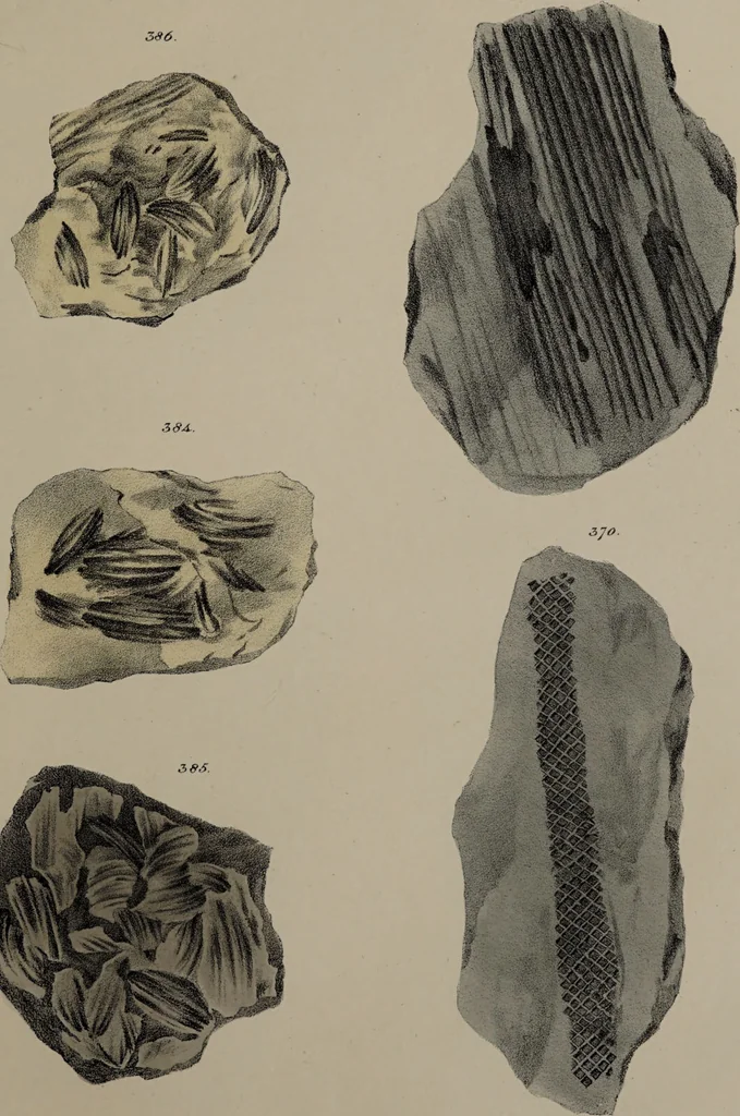 An illustration from A collection of geological facts and practical observations, intended to elucidate the formation of the Ashby Coal-field. In the parish of Ashby-de-la-Zouch and the neighbouring district; being the result of forty years' esperience and research / By Edward Mammatt. Illustrated by a map and profiles, coloured sections of the stratification and one hundred and two plates of vegetable fossils, after drewings taken from nature, by Robert Ironmonger., 1834, leaf 301