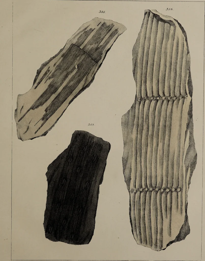 An illustration from A collection of geological facts and practical observations, intended to elucidate the formation of the Ashby Coal-field. In the parish of Ashby-de-la-Zouch and the neighbouring district; being the result of forty years' esperience and research / By Edward Mammatt. Illustrated by a map and profiles, coloured sections of the stratification and one hundred and two plates of vegetable fossils, after drewings taken from nature, by Robert Ironmonger., 1834, leaf 303