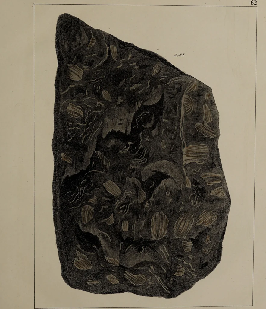 An illustration from A collection of geological facts and practical observations, intended to elucidate the formation of the Ashby Coal-field. In the parish of Ashby-de-la-Zouch and the neighbouring district; being the result of forty years' esperience and research / By Edward Mammatt. Illustrated by a map and profiles, coloured sections of the stratification and one hundred and two plates of vegetable fossils, after drewings taken from nature, by Robert Ironmonger., 1834, leaf 307