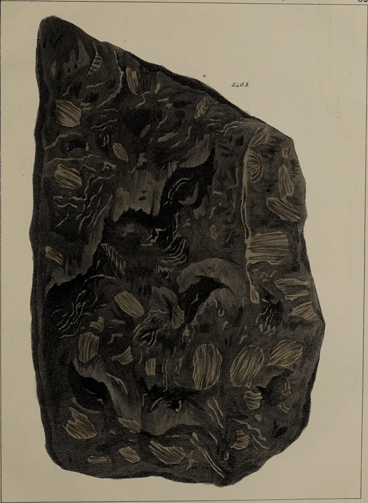 An illustration from A collection of geological facts and practical observations, intended to elucidate the formation of the Ashby Coal-field. In the parish of Ashby-de-la-Zouch and the neighbouring district; being the result of forty years' esperience and research / By Edward Mammatt. Illustrated by a map and profiles, coloured sections of the stratification and one hundred and two plates of vegetable fossils, after drewings taken from nature, by Robert Ironmonger., 1834, leaf 307