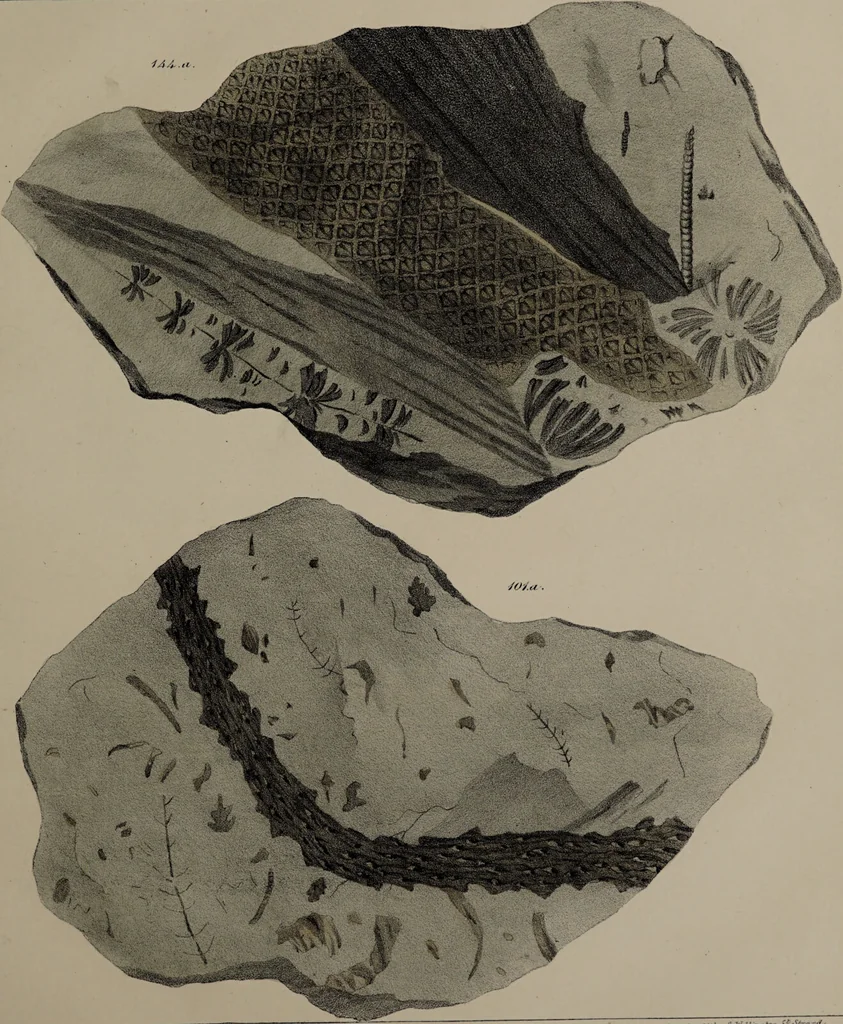 An illustration from A collection of geological facts and practical observations, intended to elucidate the formation of the Ashby Coal-field. In the parish of Ashby-de-la-Zouch and the neighbouring district; being the result of forty years' esperience and research / By Edward Mammatt. Illustrated by a map and profiles, coloured sections of the stratification and one hundred and two plates of vegetable fossils, after drewings taken from nature, by Robert Ironmonger., 1834, leaf 309