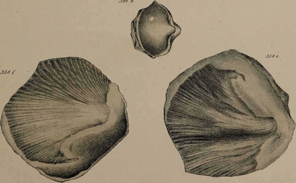 An illustration from A collection of geological facts and practical observations, intended to elucidate the formation of the Ashby Coal-field. In the parish of Ashby-de-la-Zouch and the neighbouring district; being the result of forty years' esperience and research / By Edward Mammatt. Illustrated by a map and profiles, coloured sections of the stratification and one hundred and two plates of vegetable fossils, after drewings taken from nature, by Robert Ironmonger., 1834, leaf 311