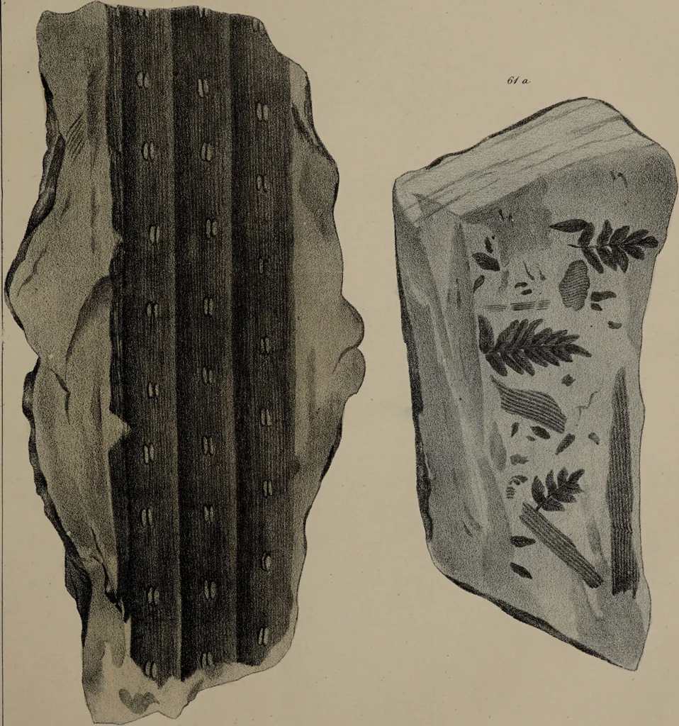 An illustration from A collection of geological facts and practical observations, intended to elucidate the formation of the Ashby Coal-field. In the parish of Ashby-de-la-Zouch and the neighbouring district; being the result of forty years' esperience and research / By Edward Mammatt. Illustrated by a map and profiles, coloured sections of the stratification and one hundred and two plates of vegetable fossils, after drewings taken from nature, by Robert Ironmonger., 1834, leaf 313
