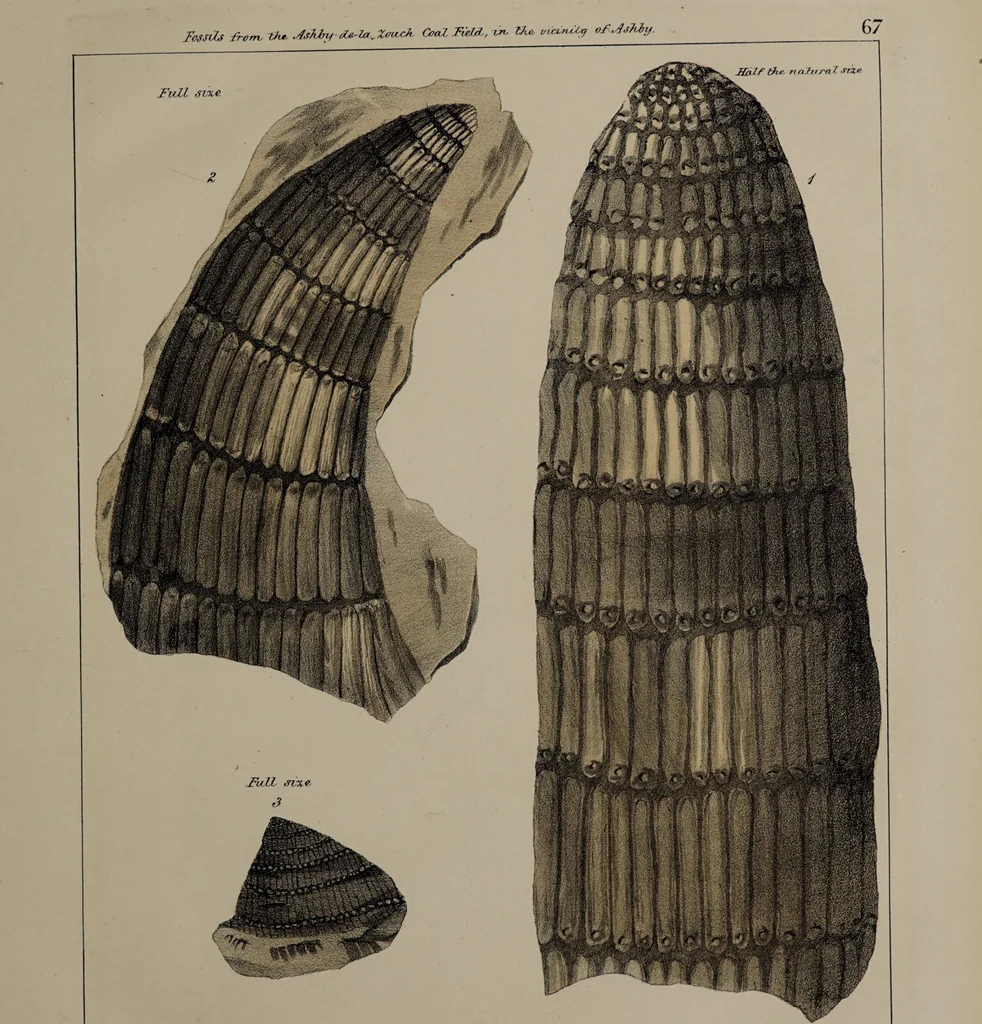 An illustration from A collection of geological facts and practical observations, intended to elucidate the formation of the Ashby Coal-field. In the parish of Ashby-de-la-Zouch and the neighbouring district; being the result of forty years' esperience and research / By Edward Mammatt. Illustrated by a map and profiles, coloured sections of the stratification and one hundred and two plates of vegetable fossils, after drewings taken from nature, by Robert Ironmonger., 1834, leaf 317