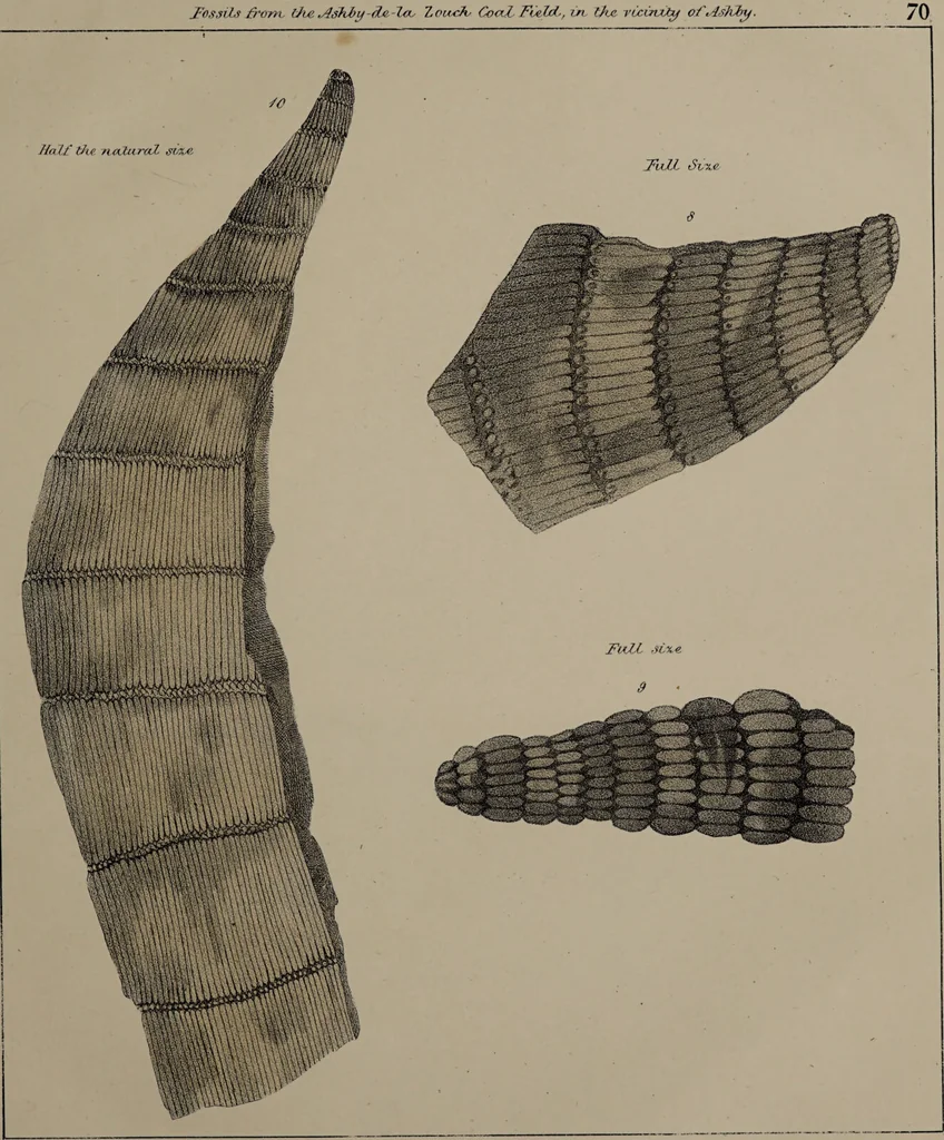 An illustration from A collection of geological facts and practical observations, intended to elucidate the formation of the Ashby Coal-field. In the parish of Ashby-de-la-Zouch and the neighbouring district; being the result of forty years' esperience and research / By Edward Mammatt. Illustrated by a map and profiles, coloured sections of the stratification and one hundred and two plates of vegetable fossils, after drewings taken from nature, by Robert Ironmonger., 1834, leaf 323