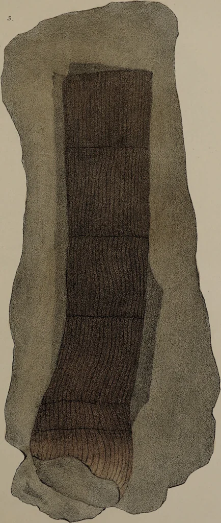 An illustration from A collection of geological facts and practical observations, intended to elucidate the formation of the Ashby Coal-field. In the parish of Ashby-de-la-Zouch and the neighbouring district; being the result of forty years' esperience and research / By Edward Mammatt. Illustrated by a map and profiles, coloured sections of the stratification and one hundred and two plates of vegetable fossils, after drewings taken from nature, by Robert Ironmonger., 1834, leaf 327