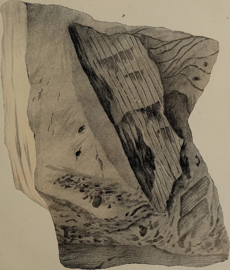 An illustration from A collection of geological facts and practical observations, intended to elucidate the formation of the Ashby Coal-field. In the parish of Ashby-de-la-Zouch and the neighbouring district; being the result of forty years' esperience and research / By Edward Mammatt. Illustrated by a map and profiles, coloured sections of the stratification and one hundred and two plates of vegetable fossils, after drewings taken from nature, by Robert Ironmonger., 1834, leaf 335