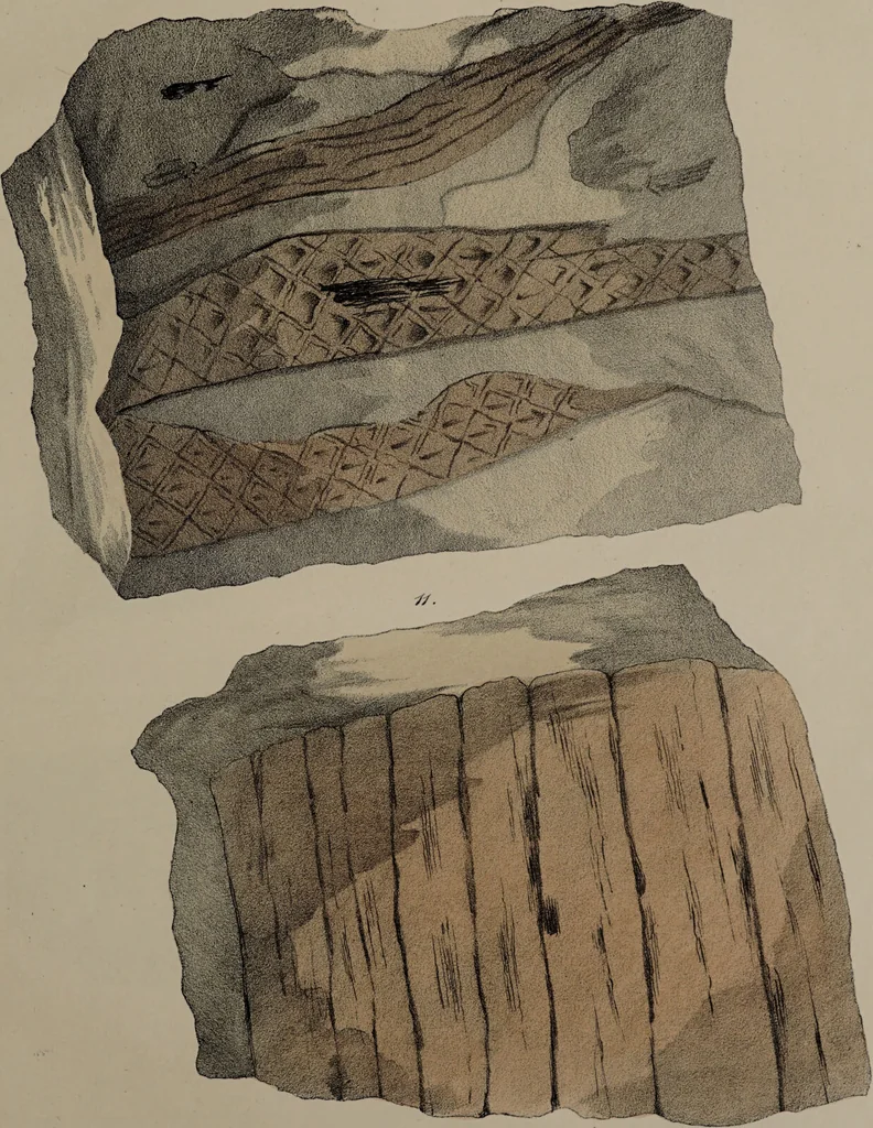 An illustration from A collection of geological facts and practical observations, intended to elucidate the formation of the Ashby Coal-field. In the parish of Ashby-de-la-Zouch and the neighbouring district; being the result of forty years' esperience and research / By Edward Mammatt. Illustrated by a map and profiles, coloured sections of the stratification and one hundred and two plates of vegetable fossils, after drewings taken from nature, by Robert Ironmonger., 1834, leaf 337
