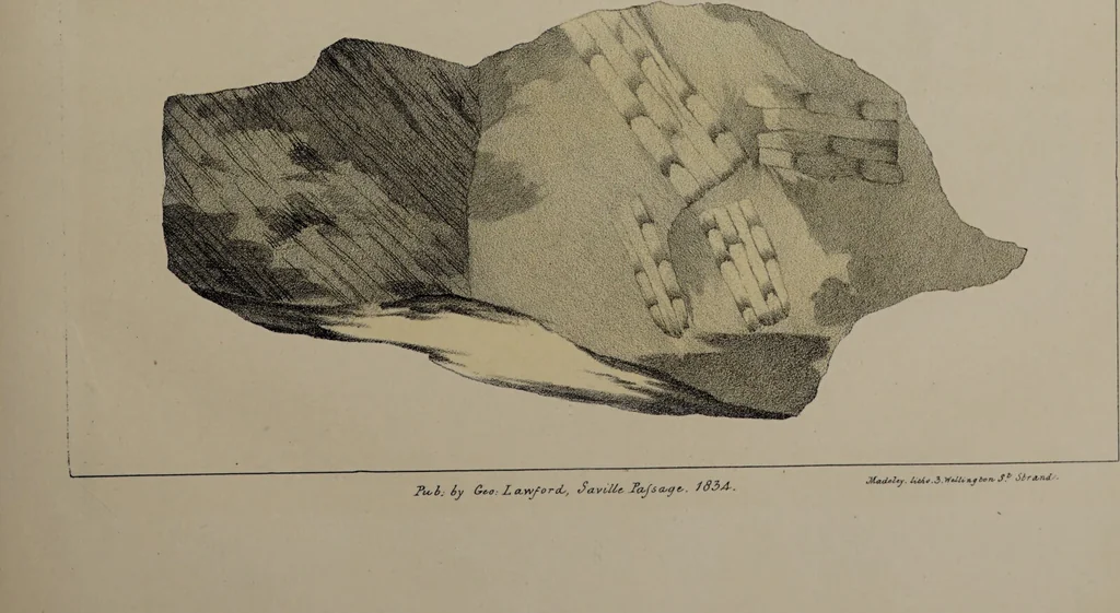 An illustration from A collection of geological facts and practical observations, intended to elucidate the formation of the Ashby Coal-field. In the parish of Ashby-de-la-Zouch and the neighbouring district; being the result of forty years' esperience and research / By Edward Mammatt. Illustrated by a map and profiles, coloured sections of the stratification and one hundred and two plates of vegetable fossils, after drewings taken from nature, by Robert Ironmonger., 1834, leaf 339