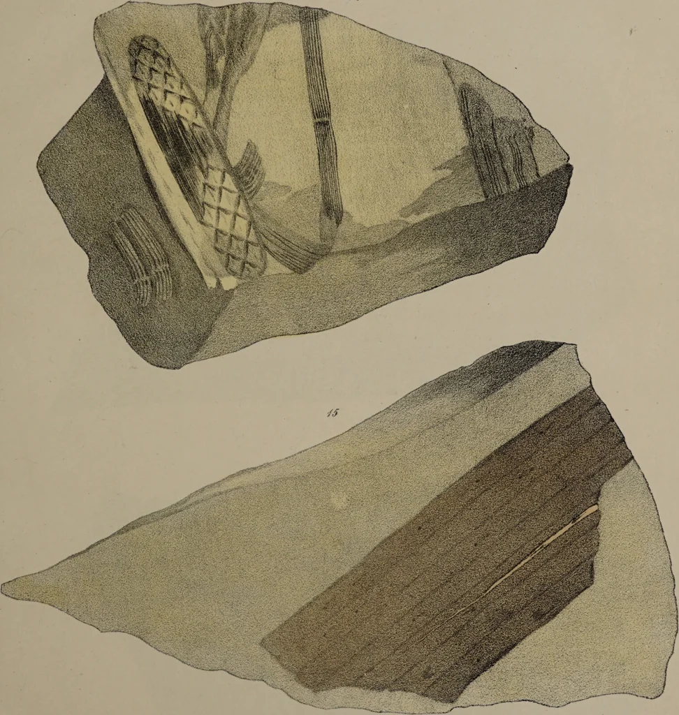 An illustration from A collection of geological facts and practical observations, intended to elucidate the formation of the Ashby Coal-field. In the parish of Ashby-de-la-Zouch and the neighbouring district; being the result of forty years' esperience and research / By Edward Mammatt. Illustrated by a map and profiles, coloured sections of the stratification and one hundred and two plates of vegetable fossils, after drewings taken from nature, by Robert Ironmonger., 1834, leaf 341
