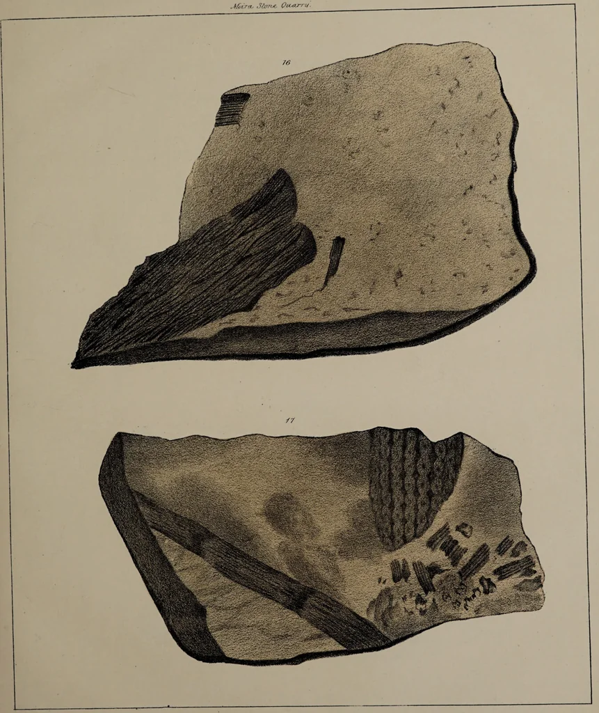 An illustration from A collection of geological facts and practical observations, intended to elucidate the formation of the Ashby Coal-field. In the parish of Ashby-de-la-Zouch and the neighbouring district; being the result of forty years' esperience and research / By Edward Mammatt. Illustrated by a map and profiles, coloured sections of the stratification and one hundred and two plates of vegetable fossils, after drewings taken from nature, by Robert Ironmonger., 1834, leaf 343
