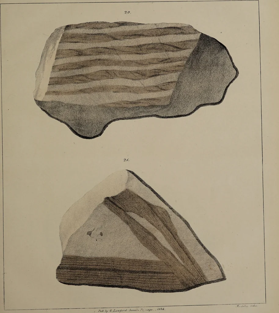 An illustration from A collection of geological facts and practical observations, intended to elucidate the formation of the Ashby Coal-field. In the parish of Ashby-de-la-Zouch and the neighbouring district; being the result of forty years' esperience and research / By Edward Mammatt. Illustrated by a map and profiles, coloured sections of the stratification and one hundred and two plates of vegetable fossils, after drewings taken from nature, by Robert Ironmonger., 1834, leaf 345