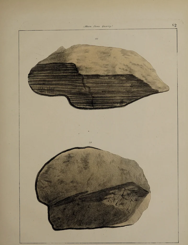 An illustration from A collection of geological facts and practical observations, intended to elucidate the formation of the Ashby Coal-field. In the parish of Ashby-de-la-Zouch and the neighbouring district; being the result of forty years' esperience and research / By Edward Mammatt. Illustrated by a map and profiles, coloured sections of the stratification and one hundred and two plates of vegetable fossils, after drewings taken from nature, by Robert Ironmonger., 1834, leaf 347