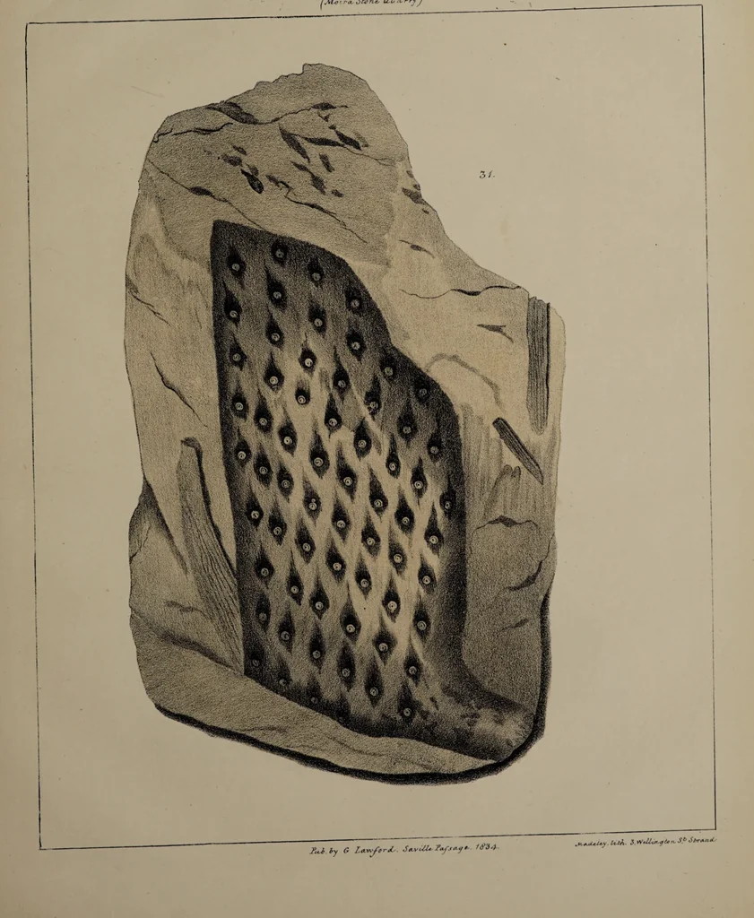 An illustration from A collection of geological facts and practical observations, intended to elucidate the formation of the Ashby Coal-field. In the parish of Ashby-de-la-Zouch and the neighbouring district; being the result of forty years' esperience and research / By Edward Mammatt. Illustrated by a map and profiles, coloured sections of the stratification and one hundred and two plates of vegetable fossils, after drewings taken from nature, by Robert Ironmonger., 1834, leaf 357