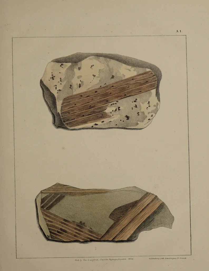 An illustration from A collection of geological facts and practical observations, intended to elucidate the formation of the Ashby Coal-field. In the parish of Ashby-de-la-Zouch and the neighbouring district; being the result of forty years' esperience and research / By Edward Mammatt. Illustrated by a map and profiles, coloured sections of the stratification and one hundred and two plates of vegetable fossils, after drewings taken from nature, by Robert Ironmonger., 1834, leaf 359