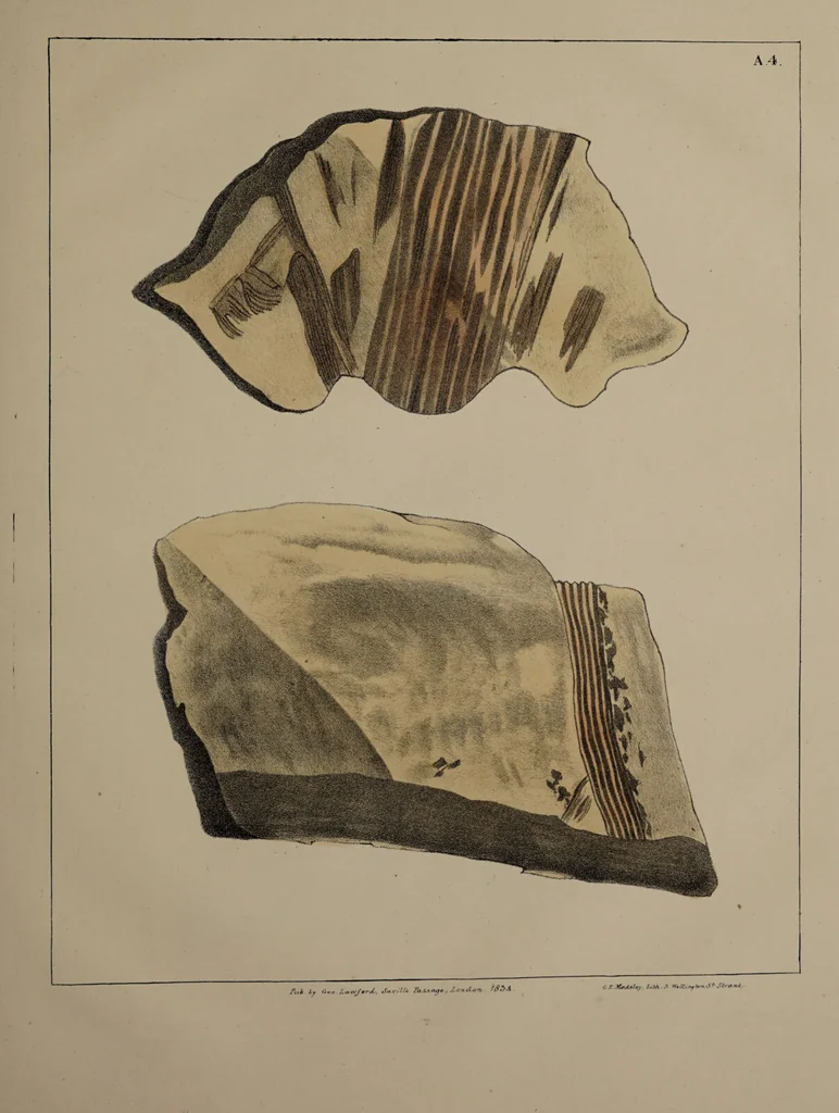 An illustration from A collection of geological facts and practical observations, intended to elucidate the formation of the Ashby Coal-field. In the parish of Ashby-de-la-Zouch and the neighbouring district; being the result of forty years' esperience and research / By Edward Mammatt. Illustrated by a map and profiles, coloured sections of the stratification and one hundred and two plates of vegetable fossils, after drewings taken from nature, by Robert Ironmonger., 1834, leaf 365