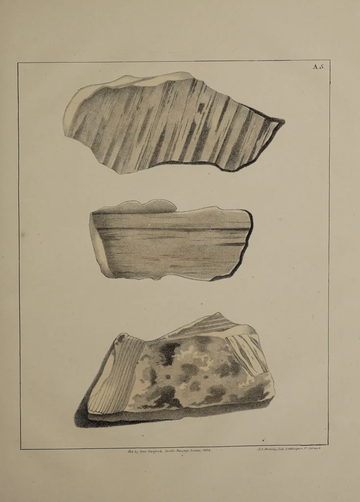An illustration from A collection of geological facts and practical observations, intended to elucidate the formation of the Ashby Coal-field. In the parish of Ashby-de-la-Zouch and the neighbouring district; being the result of forty years' esperience and research / By Edward Mammatt. Illustrated by a map and profiles, coloured sections of the stratification and one hundred and two plates of vegetable fossils, after drewings taken from nature, by Robert Ironmonger., 1834, leaf 367