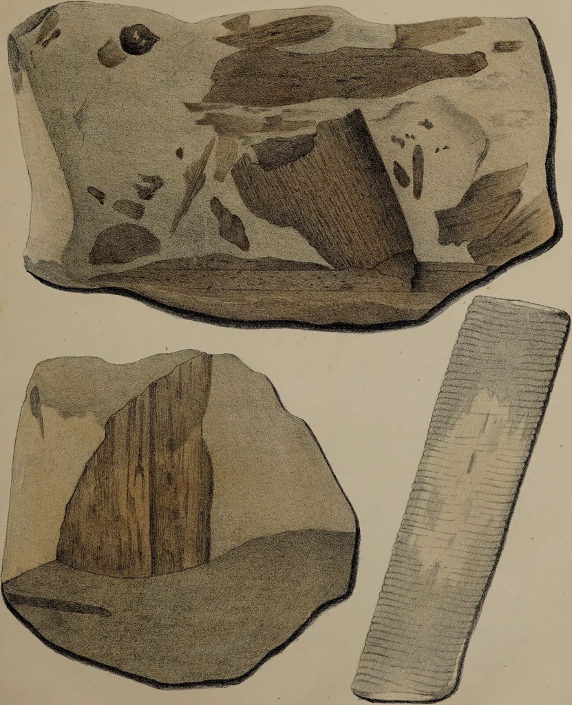 An illustration from A collection of geological facts and practical observations, intended to elucidate the formation of the Ashby Coal-field. In the parish of Ashby-de-la-Zouch and the neighbouring district; being the result of forty years' esperience and research / By Edward Mammatt. Illustrated by a map and profiles, coloured sections of the stratification and one hundred and two plates of vegetable fossils, after drewings taken from nature, by Robert Ironmonger., 1834, leaf 369