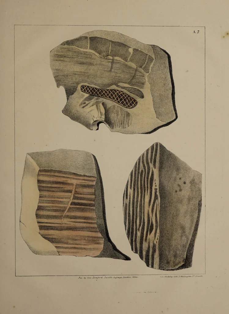 An illustration from A collection of geological facts and practical observations, intended to elucidate the formation of the Ashby Coal-field. In the parish of Ashby-de-la-Zouch and the neighbouring district; being the result of forty years' esperience and research / By Edward Mammatt. Illustrated by a map and profiles, coloured sections of the stratification and one hundred and two plates of vegetable fossils, after drewings taken from nature, by Robert Ironmonger., 1834, leaf 371