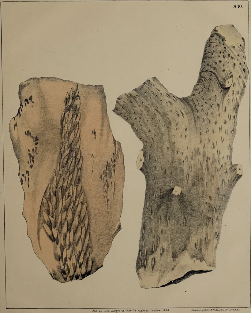 An illustration from A collection of geological facts and practical observations, intended to elucidate the formation of the Ashby Coal-field. In the parish of Ashby-de-la-Zouch and the neighbouring district; being the result of forty years' esperience and research / By Edward Mammatt. Illustrated by a map and profiles, coloured sections of the stratification and one hundred and two plates of vegetable fossils, after drewings taken from nature, by Robert Ironmonger., 1834, leaf 377