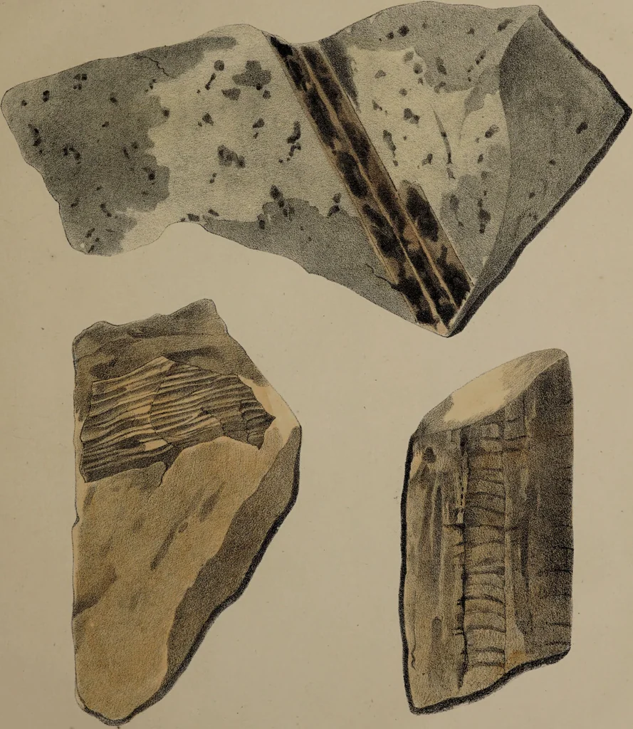 An illustration from A collection of geological facts and practical observations, intended to elucidate the formation of the Ashby Coal-field. In the parish of Ashby-de-la-Zouch and the neighbouring district; being the result of forty years' esperience and research / By Edward Mammatt. Illustrated by a map and profiles, coloured sections of the stratification and one hundred and two plates of vegetable fossils, after drewings taken from nature, by Robert Ironmonger., 1834, leaf 379