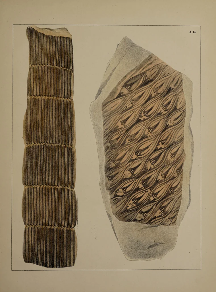 An illustration from A collection of geological facts and practical observations, intended to elucidate the formation of the Ashby Coal-field. In the parish of Ashby-de-la-Zouch and the neighbouring district; being the result of forty years' esperience and research / By Edward Mammatt. Illustrated by a map and profiles, coloured sections of the stratification and one hundred and two plates of vegetable fossils, after drewings taken from nature, by Robert Ironmonger., 1834, leaf 383