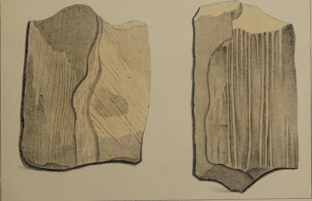 An illustration from A collection of geological facts and practical observations, intended to elucidate the formation of the Ashby Coal-field. In the parish of Ashby-de-la-Zouch and the neighbouring district; being the result of forty years' esperience and research / By Edward Mammatt. Illustrated by a map and profiles, coloured sections of the stratification and one hundred and two plates of vegetable fossils, after drewings taken from nature, by Robert Ironmonger., 1834, leaf 385