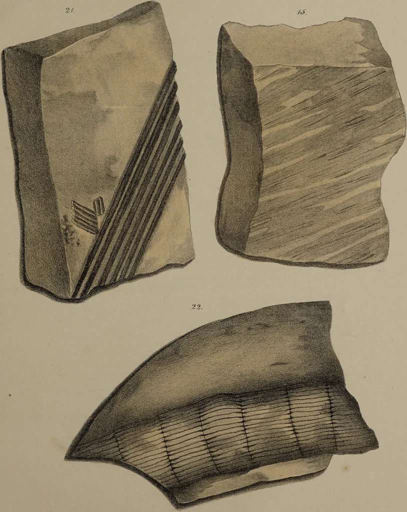 An illustration from A collection of geological facts and practical observations, intended to elucidate the formation of the Ashby Coal-field. In the parish of Ashby-de-la-Zouch and the neighbouring district; being the result of forty years' esperience and research / By Edward Mammatt. Illustrated by a map and profiles, coloured sections of the stratification and one hundred and two plates of vegetable fossils, after drewings taken from nature, by Robert Ironmonger., 1834, leaf 387