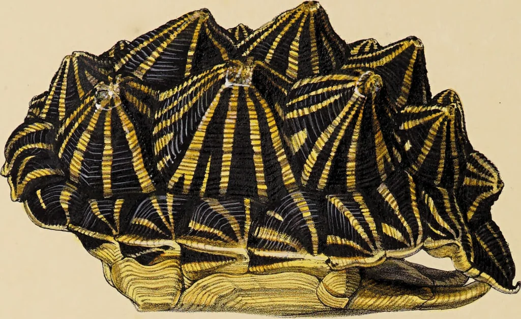 An illustration from A monograph of the Testudinata / [Thomas Bell]., 1832, leaf 154