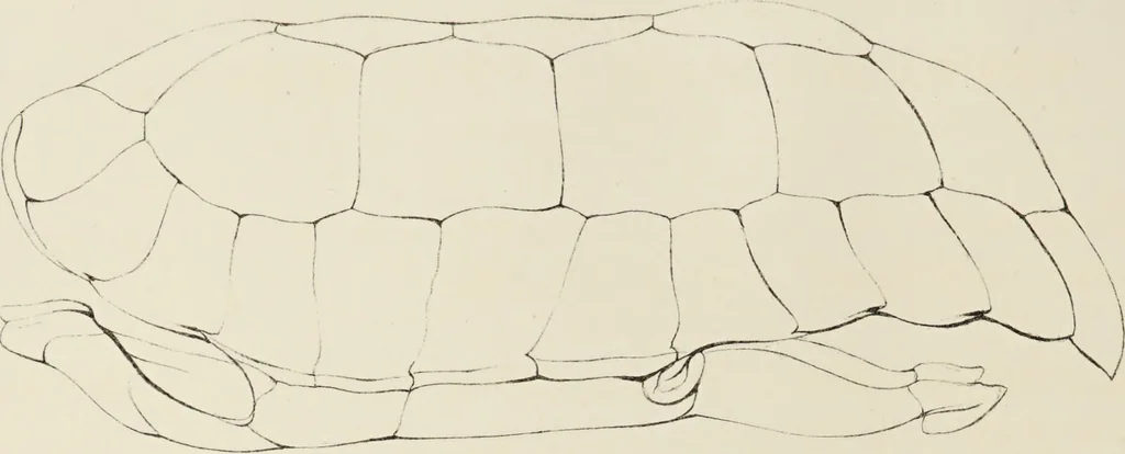 An illustration from A monograph of the Testudinata / [Thomas Bell]., 1832, leaf 42