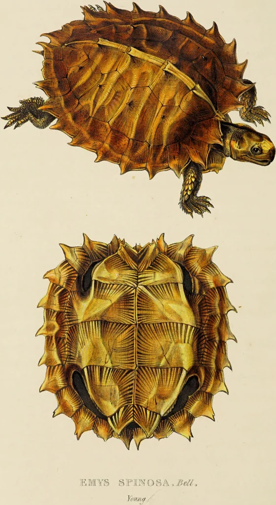An illustration from A monograph of the Testudinata / [Thomas Bell]., 1832, leaf 48