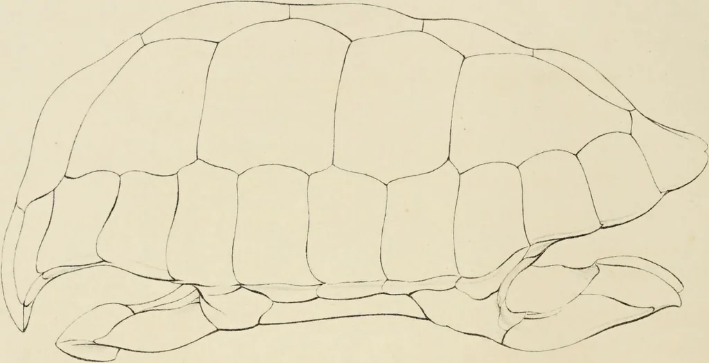 An illustration from A monograph of the Testudinata / [Thomas Bell]., 1832, leaf 54